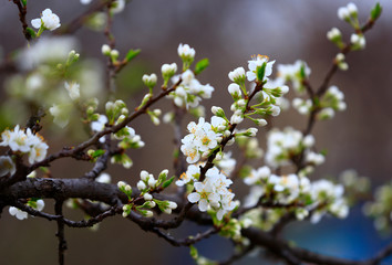 Blooming apricot flowers in the park
