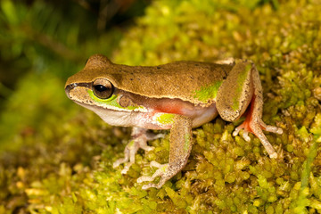 Blue Mountains Tree Frog resting on moss