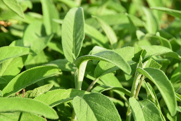 Salvia