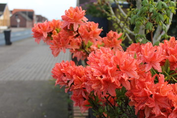 amazing orange flower at street after the rain 