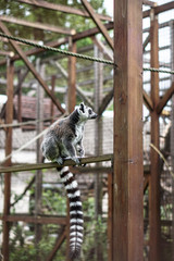 Beautiful lemur sits on a tree, a log. An animal in the wild near a human house.