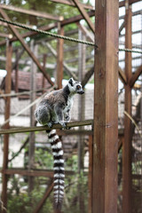 Beautiful lemur sits on a tree, a log. An animal in the wild near a human house.
