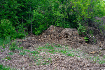 A big pile of garbage and last year's leaves in the protected area