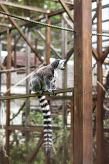 Beautiful lemur sits on a tree, a log. An animal in the wild near a human house.