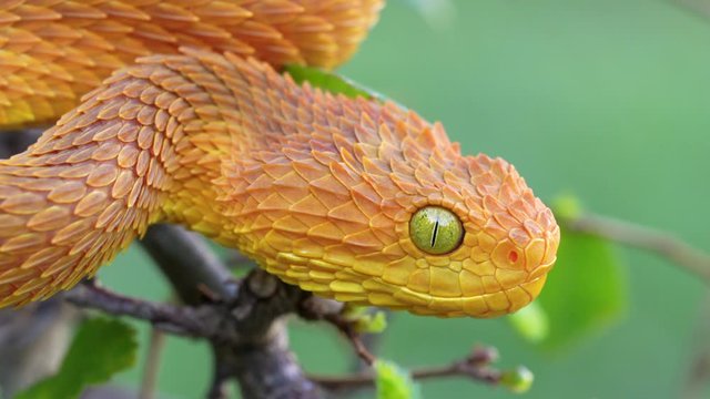 Colorful Bush Viper (atheris squamigera) Snake in tree