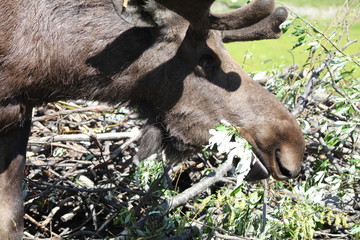 MOOSE EATING IN THE FOREST