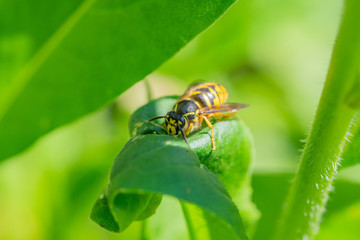 Common Aerial Yellowjacket Queen in Springtime