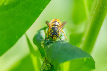 Common Aerial Yellowjacket Queen in Springtime