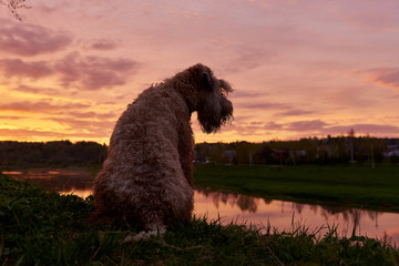Silhouette of a dog, an Irish wheat soft-coated Terrier, against the background of a bright sunset.