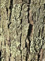 close up of tree bark with numerous patches of moss