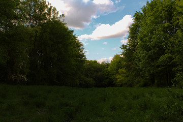a square of grass  with the trees in forest 