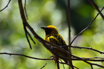 Yellow Southern Masked Weaver Bird (Ploceus velatus), Pretoria, South Africa