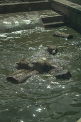 Bears swim in the zoo pool and in nature. Animals swim in the lake. Stock photo