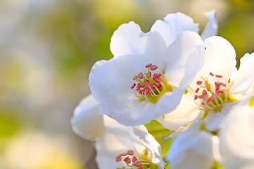 Naklejka na ściany i meble Blooming apricot flowers in the park