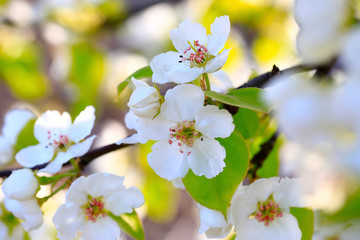 Blooming apricot flowers in the park