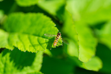 Globetail Hoverfly on Leaf in Springtime