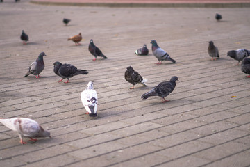 Street pigeons scatter in the city. Animals on the background of architecture