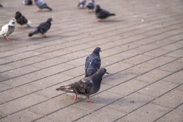 Street pigeons scatter in the city. Animals on the background of architecture