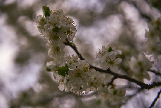 A branch of a plum blossom on a blurred background.