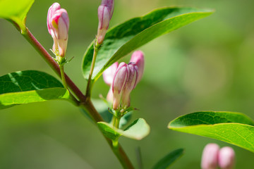 Honeysuckle Flower Buds in Springtime