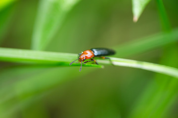 Lizard Beetle on Leaf in Springtime