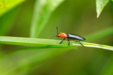 Lizard Beetle on Leaf in Springtime