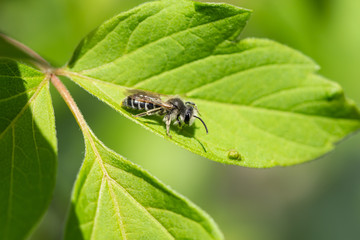 Mining Bee on Leaf in Springtime