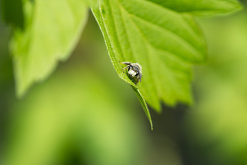 Mining Bee on Leaf in Springtime
