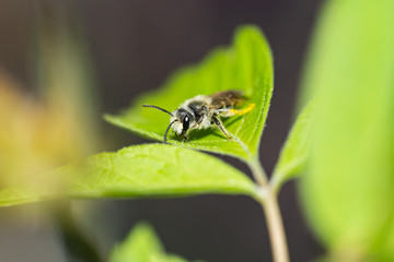 Mining Bee on Leaf in Springtime