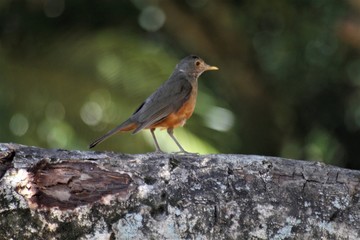 Os pássaros são lindos!