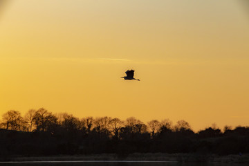 silhouette of a heron in flight at sunset