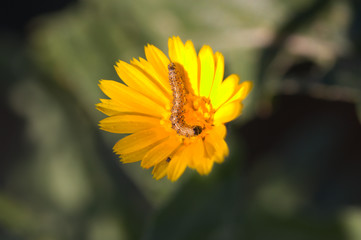 Larva of a Heliothinae on a yellow wild flower