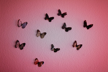 a group of colorful butterflies on the wall 
