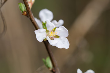 Nanking Cherry Flower in Springtime