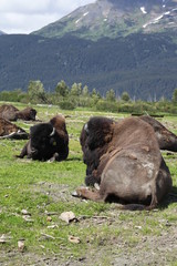 buffalo in the mountains