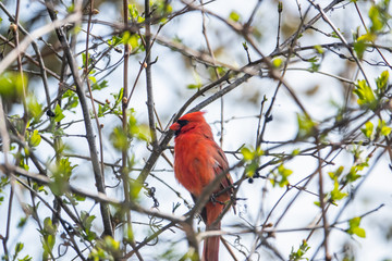 Northern Cardinal on Branch in Springtime