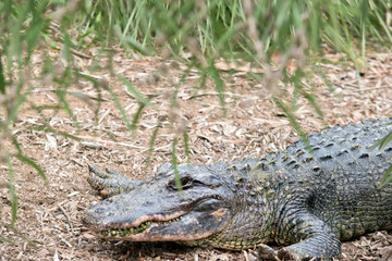 this is a side view of an alligator