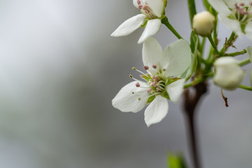 Pear Flowers in Bloom in Springtime