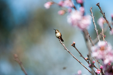 Humming bird