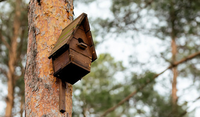 Wooden birdhouse on a tree in the forest and park