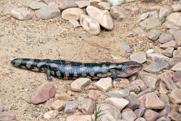 this is a side view of a blue tongue lizard