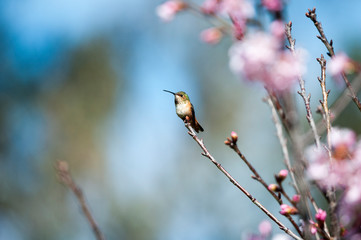 Humming bird