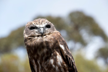 this is a close up of a boobook owl