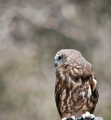 this is a close up of a boobook owl