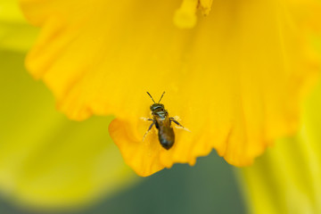 Small Carpenter Bee on Daffodil Flower