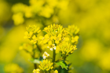 Winter Cress Flowers in Springtime