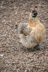 this is a silky chicken with a black wattle and comb