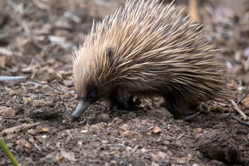 this is a side view of a echidna