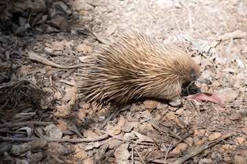 this is a side view of a short nose echidna