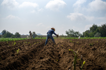 Agricultor arrancando planta de raíz en terreno de siembra